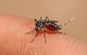 Advierten que el dengue "se está volviendo una enfermedad endémica en todo el país"