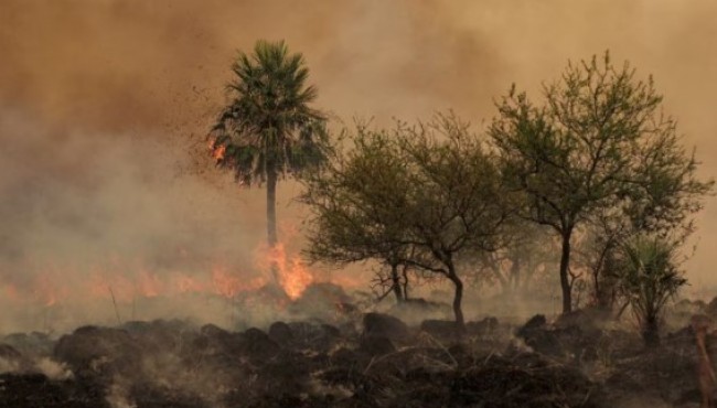 Corrientes otra vez bajo riesgo de incendios mientras Valdés le regala bosques al mundo
