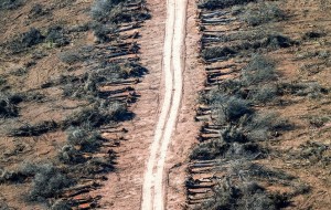 Ya se desmontaron casi 9.000 hectáreas de bosques nativos en Chaco
