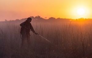 Los Esteros del Iberá entraron en "estado crítico"