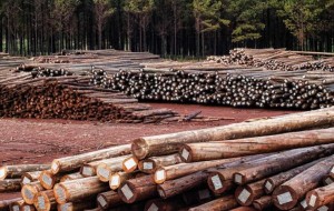 Tribunal Internacional sesionará en Corrientes sobre el impacto de los monocultivos forestales