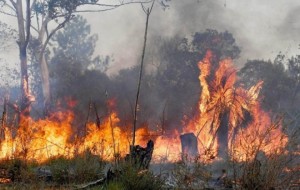 En poco más de un mes, se quemaron casi 95.000 hectáreas en Corrientes