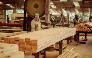 Una forestadora de Tepebicúa suspenderá a 200 trabajadores y hay riesgo de despidos masivos